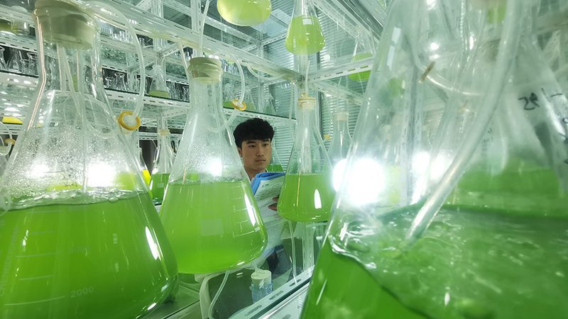 干细胞培养基的选择：关键因素与行业趋势**